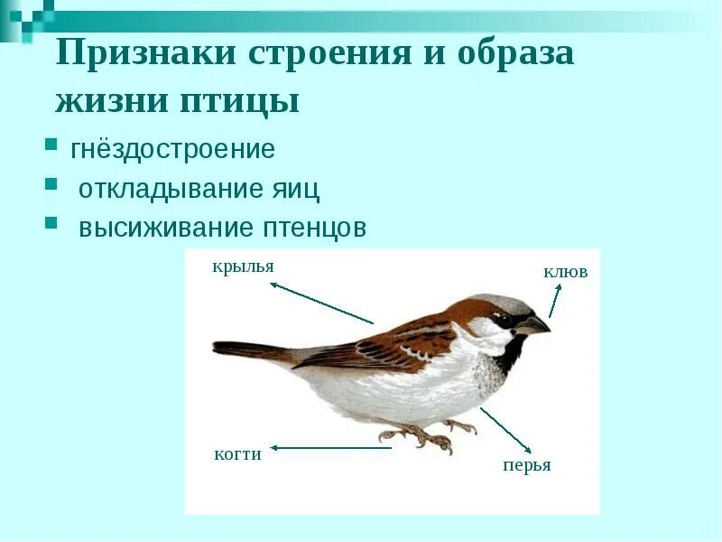 Признаки птиц 7 класс. Признаки птиц. Птицы признаки птиц. Строение образ жизни птицы. Признаки класса птиц.