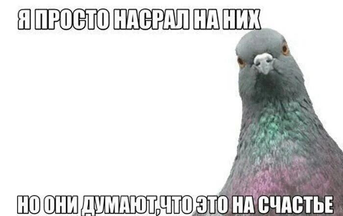 Я хочу белый дом голубые мем Pepes for everyone.