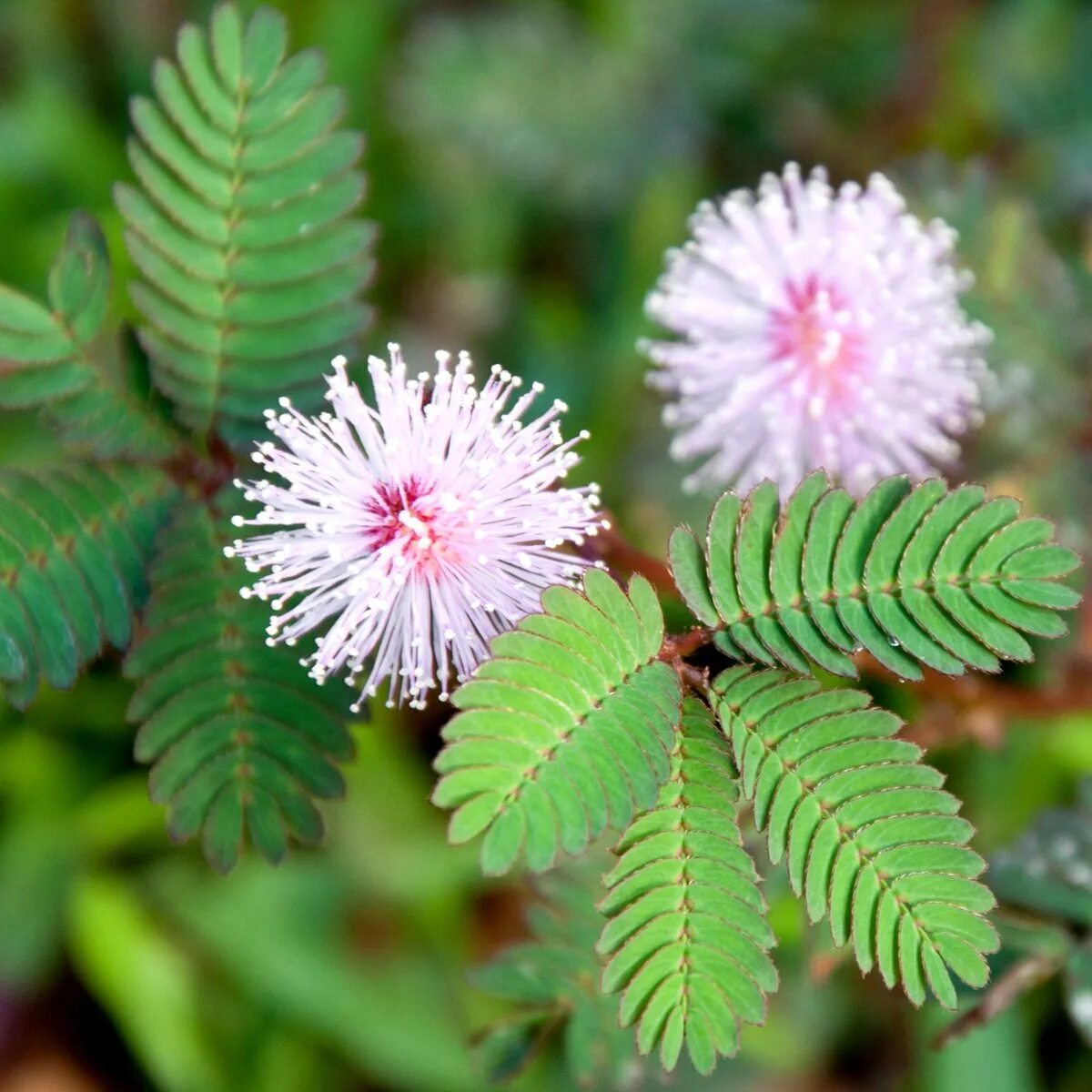 Мимоза перестала быть пушистой почему. Мимоза стыдливая. mimosa pudica (мимоза). стыдливая мимоза растение. мимоза стыдливая цветет.