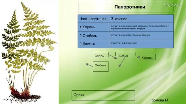 Установите соответствие корень лист. Папоротник части растения. Папоротники корень стебель листья. Корни папоротника для растений. Папоротник имеют листья и стебли.