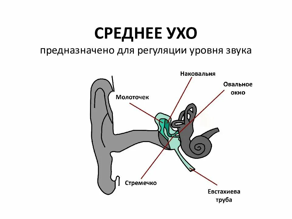 В среднем ухе расположены органы. Среднее ухо. Среднее ухо строение. Строение среднего уха. Среднее ухо молоточек наковальня и стремечко.