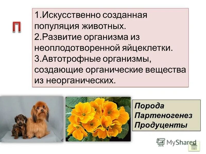 Искусственно созданные популяции животных. Популяция животных искусственно созданная человеком. Сорт это искусственно созданная популяция растений.