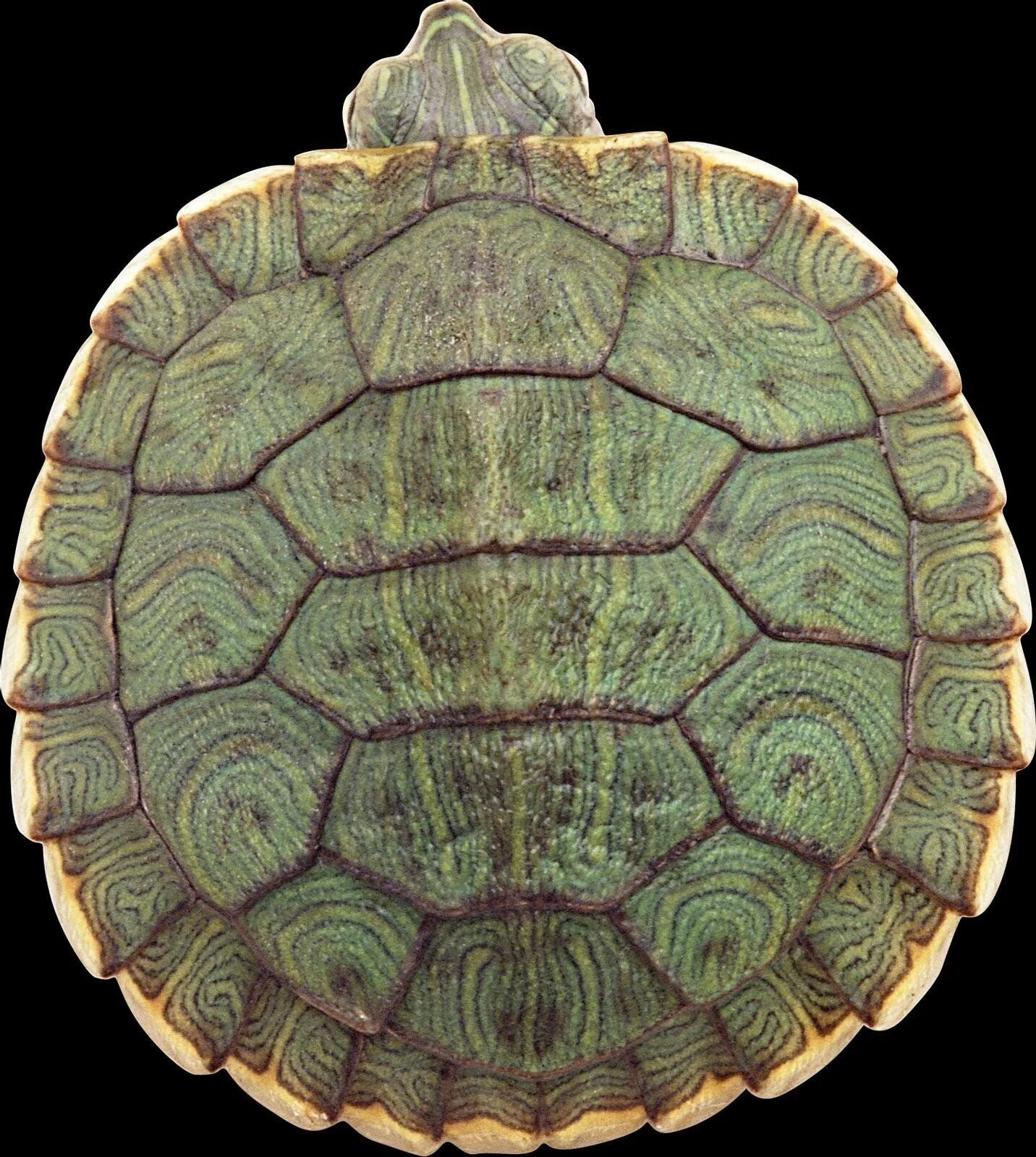 Черепаха форма. Карапакс красноухой черепахи. Панцирь красноухой черепахи. Панцирь черепахи карапакс. Карапакс у черепахи что это.