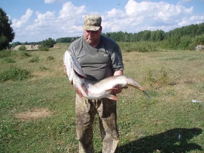 Клев обь