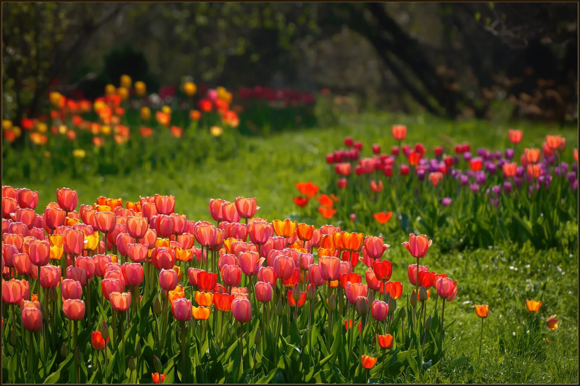 тюльпаны и чай. утро тюльпаны. тюльпаны и кофе. доброе утро тюльпаны и кофе. утренние цветы.