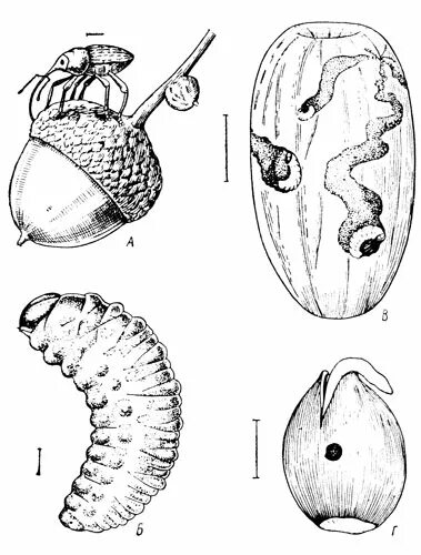 Личинка погонофоры строение. Личинка губки паренхимула. Строение личинки майского жука. Микроскопия кала яйца гельминтов. Пилидий личинка строение.