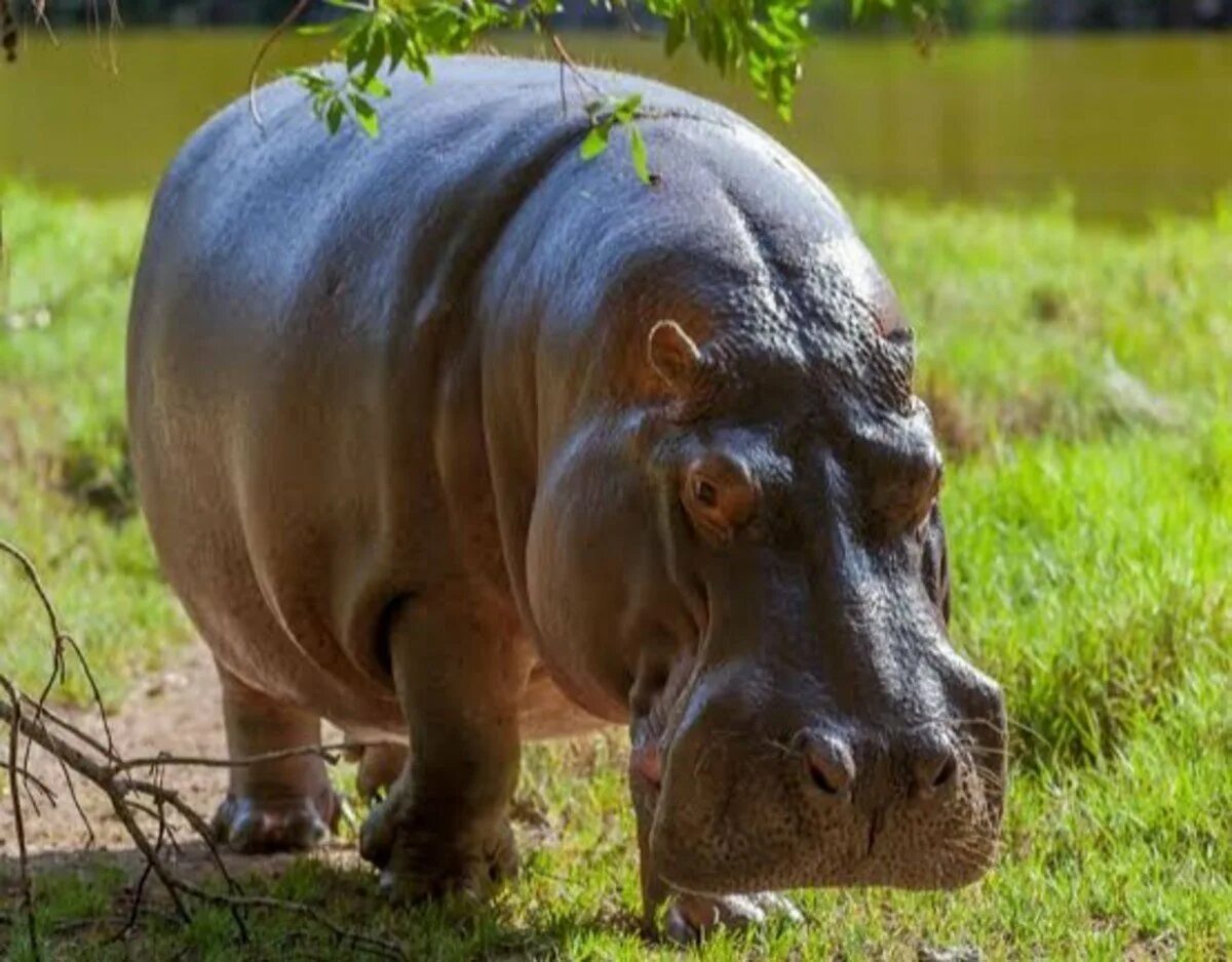 Бегемот в природе. Гиппопотам и бегемот. Гиппопотам живет. Гиппопотам и бегемот. Обыкновенный бегемот, или гиппопотам.