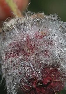 Плесень на семенах