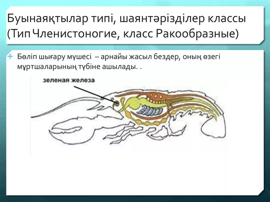 Тесты ракообразные 7 класс. Класс ракообразные. Шаянтәрізділер класы. Зеленые железы. Зелёные железы у ракообразных.