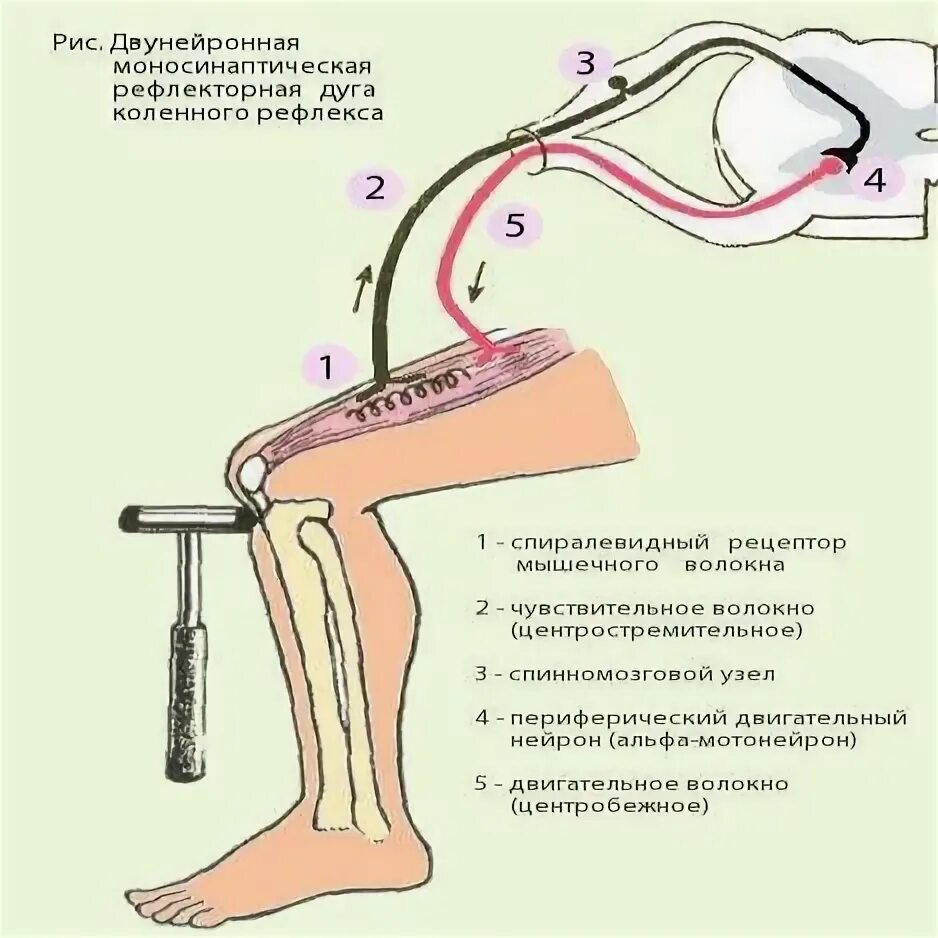 Блок-схема коленного рефлекса. Схема рефлекторной дуги отдергивания руки от горячего предмета. Рефлекторная дуга коленного рефлекса. Рефлекторная дуга отдергивания руки от горячего предмета.