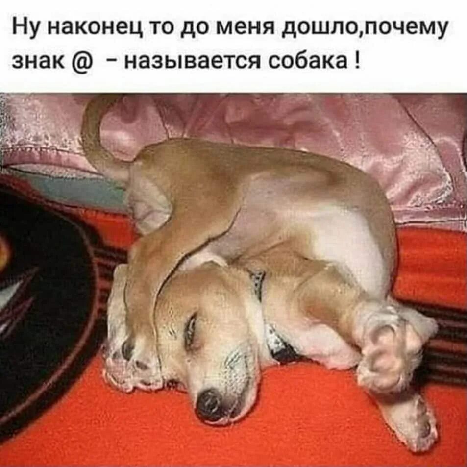 Собака пристает к хозяйке. Собака друг человека. Хозяйка не знает что с ее собакой. Хозяйка не знает что с ее собакой. Сабака пристаёт к девушке.