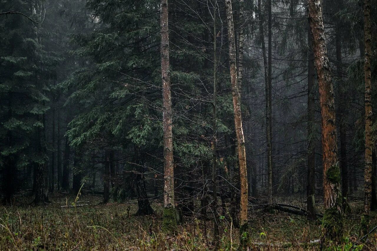 Еловый темный лес Угра. Тайга хвойный Бор НЕПРОХОДИМАЯ. Сибирский темнохвойный лес. Темный хвойный лес. Темно хвойный