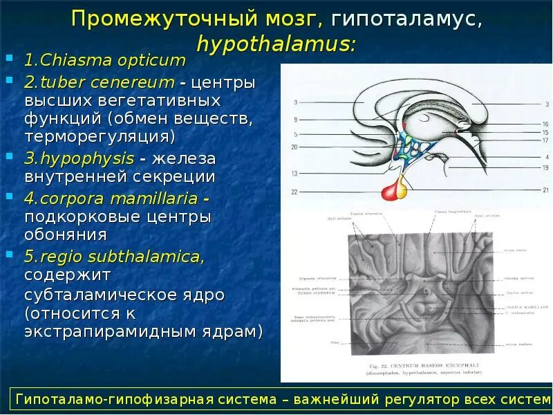 Подкорковые обонятельные центры. Промежуточный мозг обонятельный мозг. Подкорковые и корковые центры обонятельного анализатора. Подкорковые вегетативные центры. Обонятельный нерв отдел анализатора