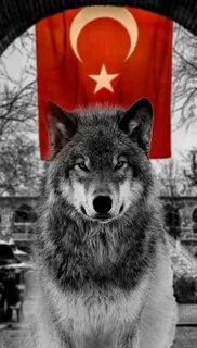 Nikol Eniston jinsiy aloqa qilish uchun sevgilisini televizordan uzoqlashtirdi.