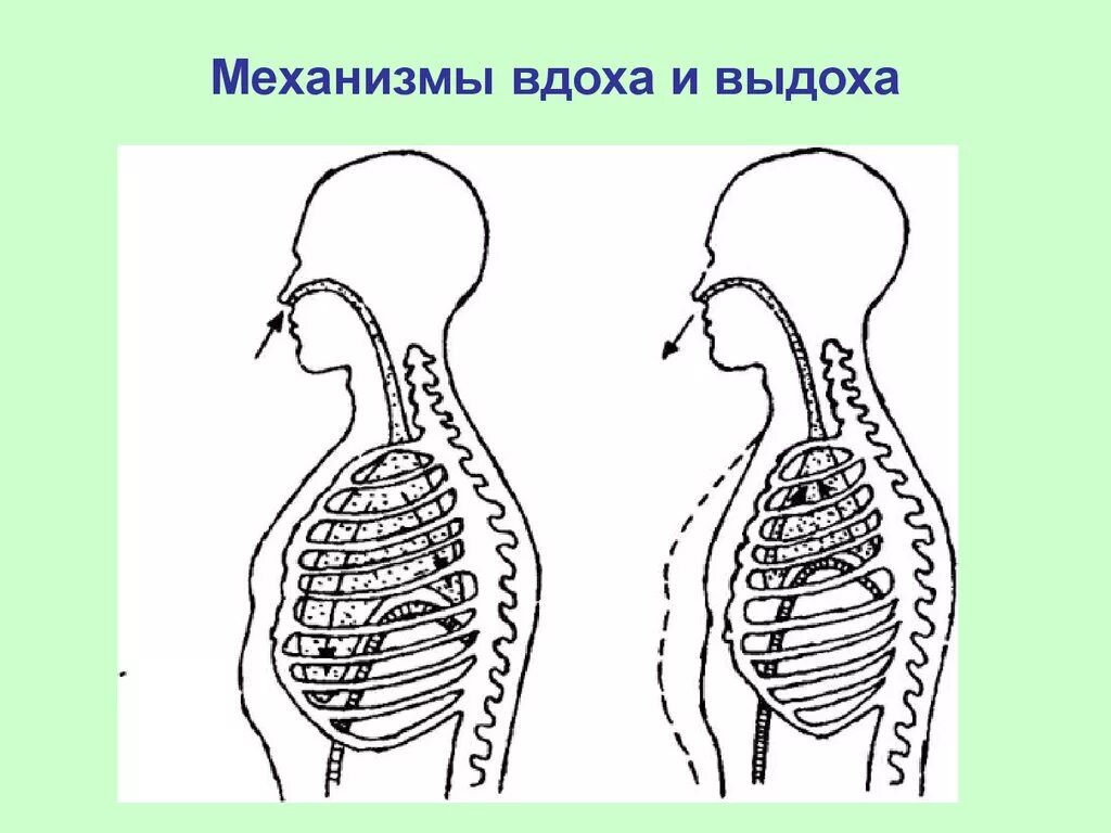 Вдох выдох выдох впр. Дыхательная система человека механизм вдоха и выдоха. Дыхательный цикл механизм вдоха и выдоха. Механизм вдоха и выдоха анатомия. Дыхательный цикл. Типы дыхания. Механизм вдоха и выдоха.