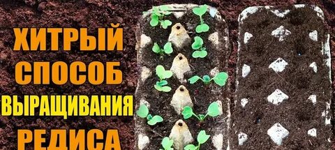 Редис ячейки
