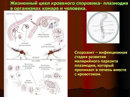 Бесполое размножение паразитов