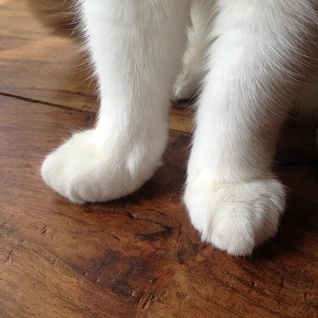 Мохнатенькие лапки. Кошачья лапа. Кошка с белыми лапками. Белые кошачьи лапки. Белая лапа кота.