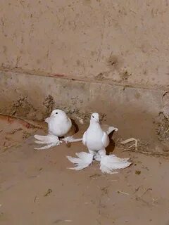 Катя Самбука секс марафонында