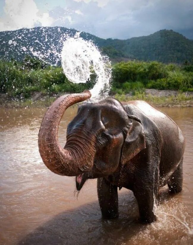Слон пьющий воду. Красивый слон. Хобот слона. Слон в воде. Слон хобот вверх.