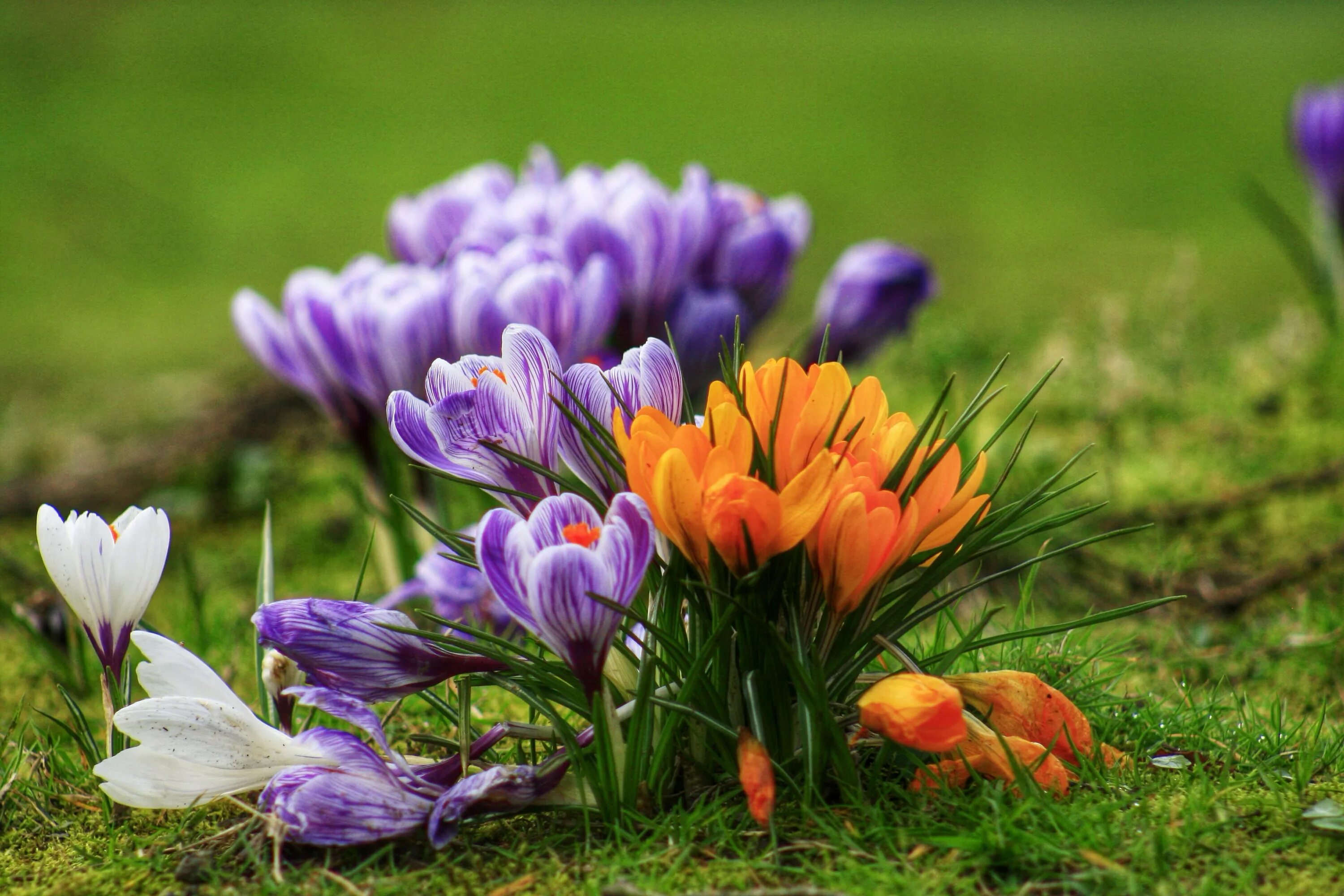 Крокусы картинки красивые. Шафран весенний первоцвет. Первоцветы крокусы. Первоцветы (подснежники, крокусы, гиацинты).. Весенние цветы первоцветы Крокус.