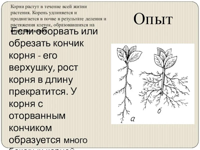 Рост корня опыт. Корень растет верхушкой. Рост корня в длину. Опыт с ростом кончика корня.