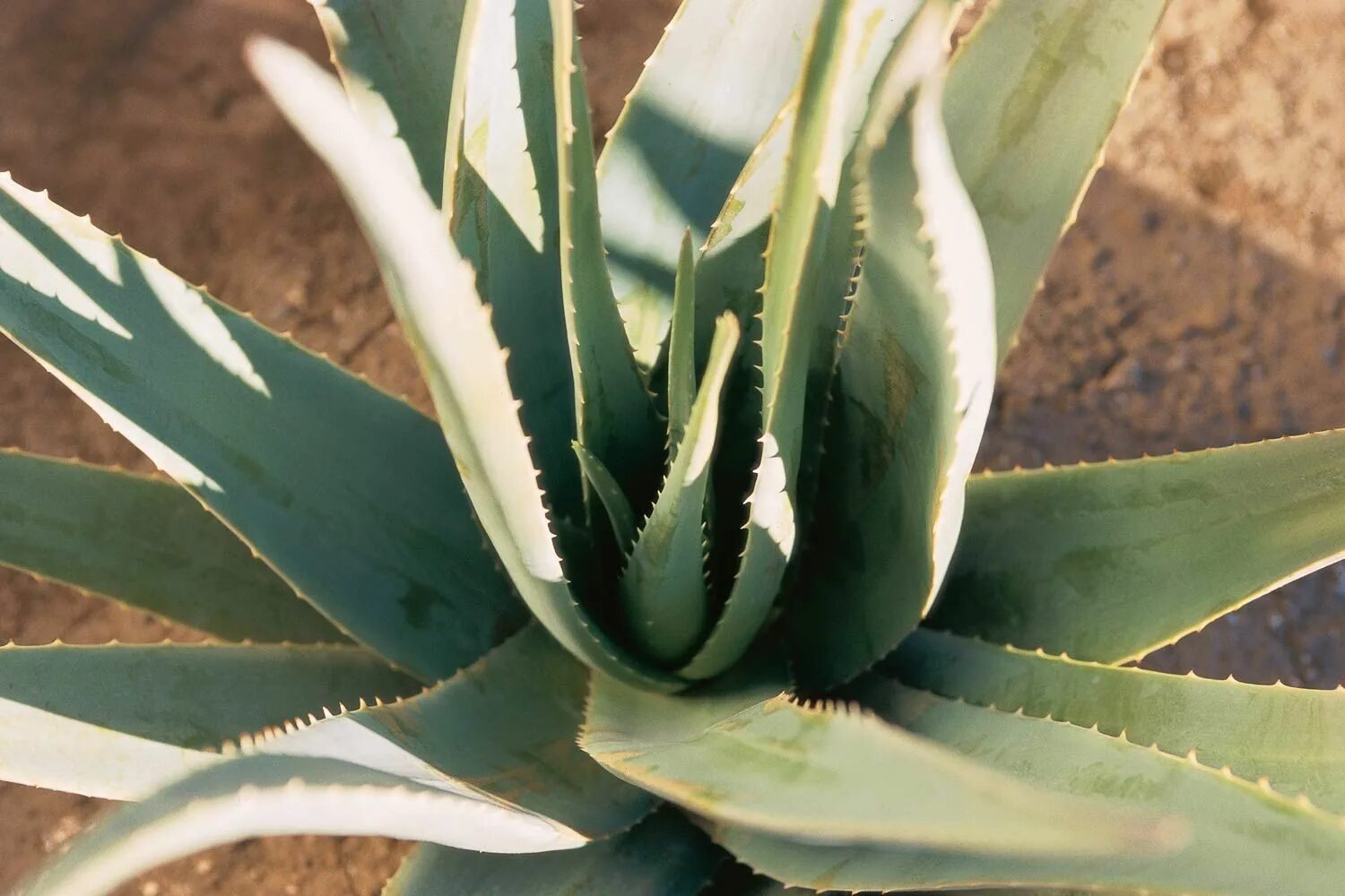 Алоэ барбаденсис Миллер. (Aloe arborescens Miller). Алоэ куст