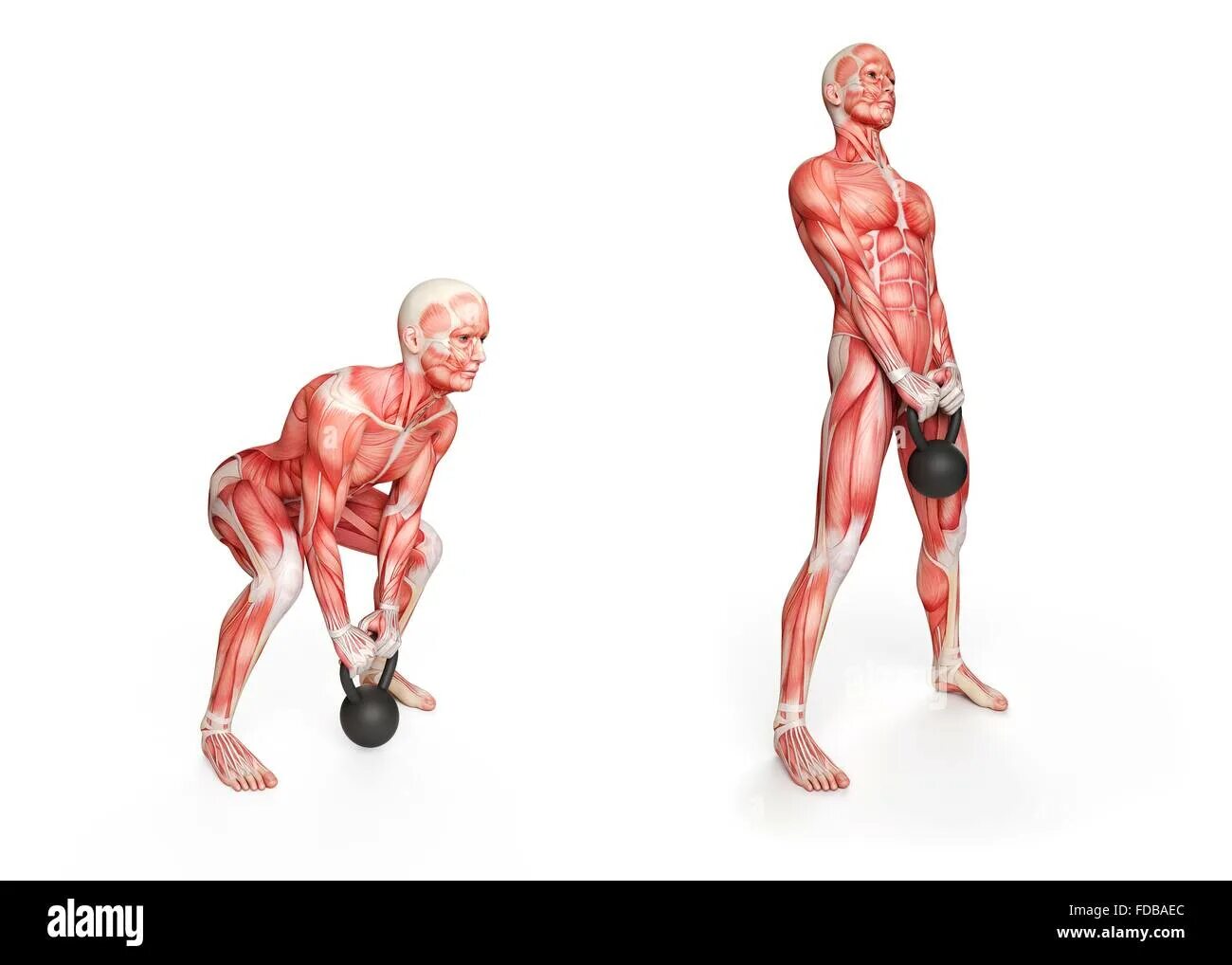 Анатомические мышцы. Мышцы человека. Упражнения на пресс физиология. Мышцы. Физиология спорта книга уилмар к.