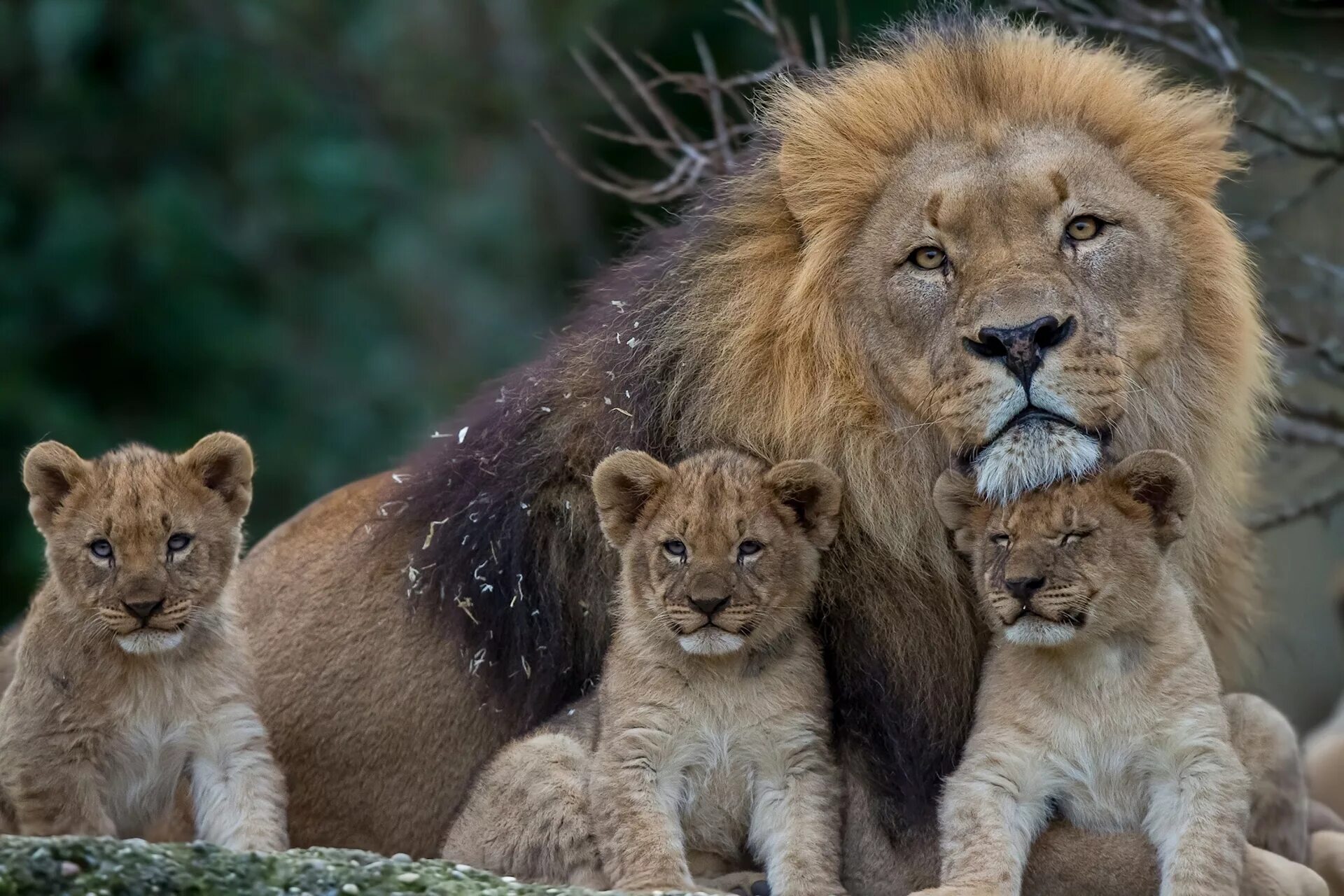 Семья диких животных. Львята в прайде. Лев львица и 3 львенка. Львиный Прайд. Львинный Прайм Лев львица 2 львенка.