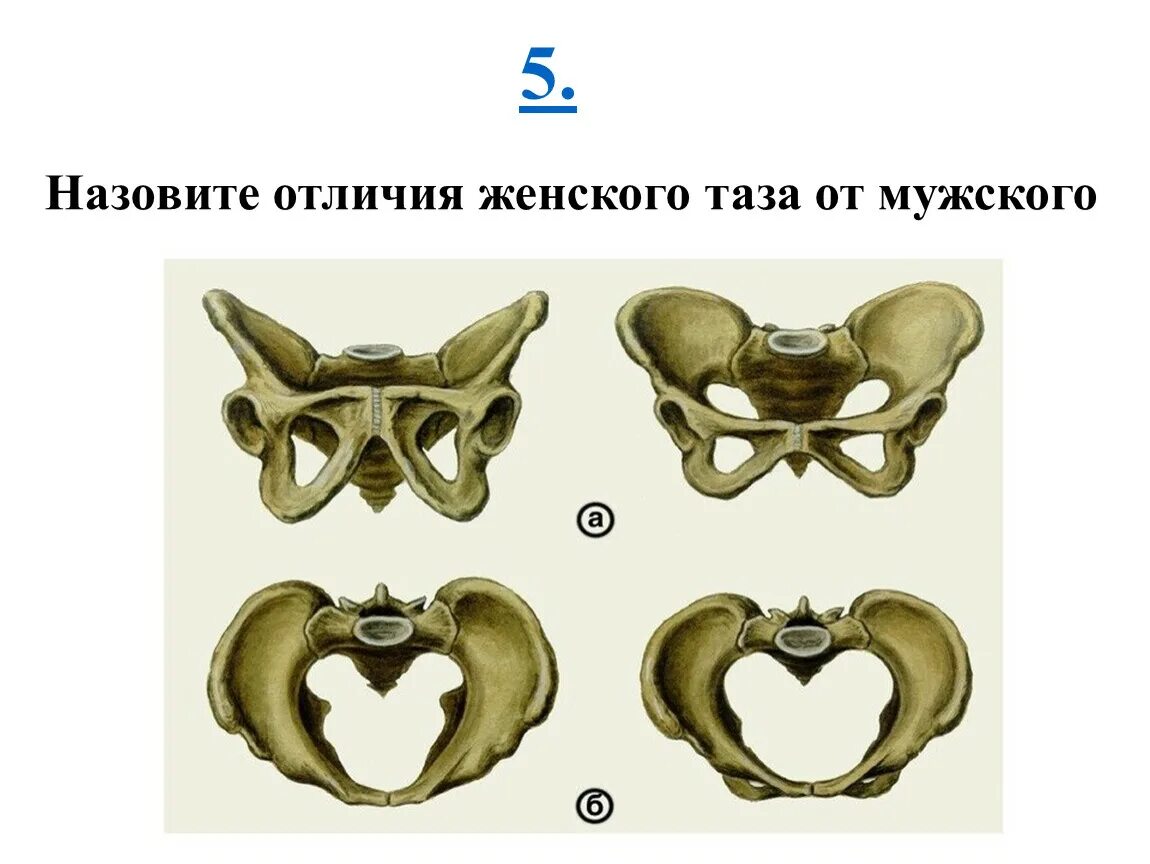 Различия мужского и женского таза. Таз в целом. Строение мужского и женского таза. Таз в целом анатомия.