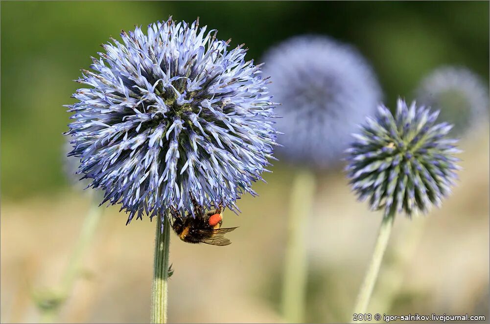 Желтые мохнатые цветы с колючими листьями. Какое растение похоже на ежа. Растение с круглыми колючими шариками. Колючие шаровидные шишки платан. Мордовник(семена) 50гр.