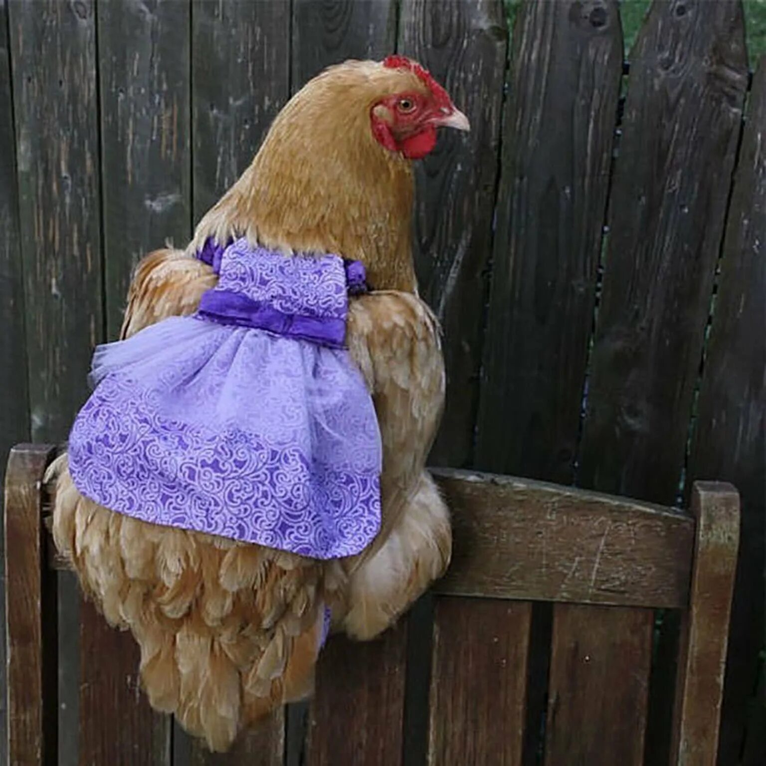 Курица. Курица в одежде. Курица в платье. Одежда для кур.