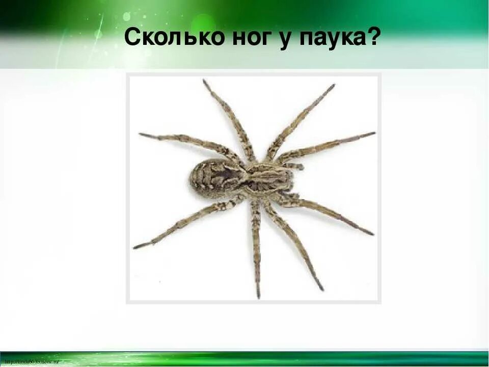 Сколько лапок у паукообразных. Пауки-миметиды. Сколько конечностей у паука. Сколько ног у пауков. Гигантский паук-волк [giant wolf spider].