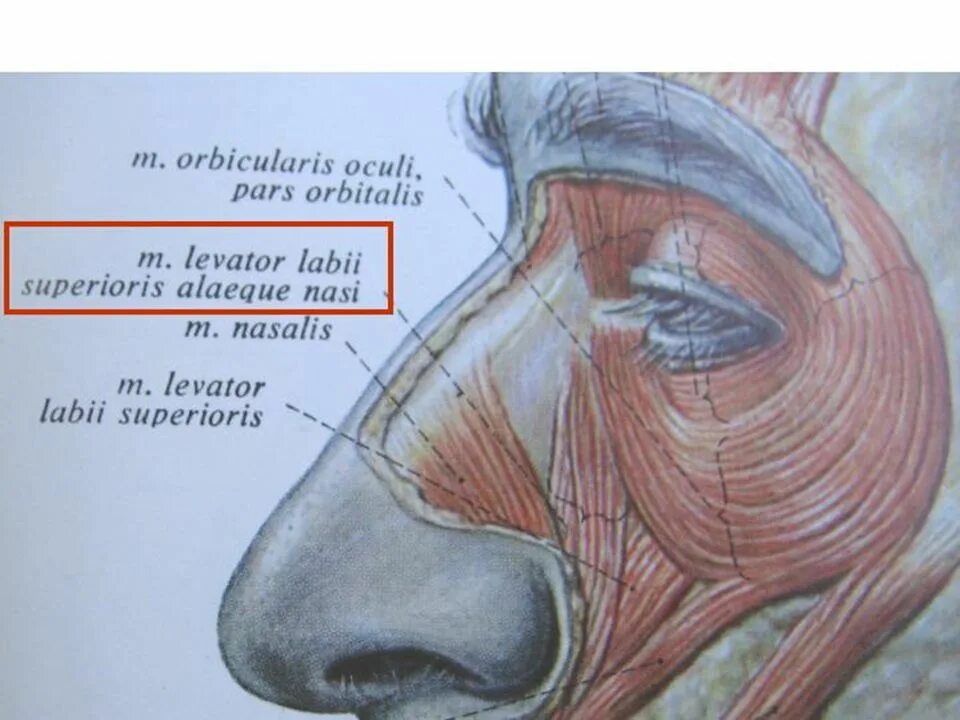 Pars orbitalis. M. orbicularis oculi, pars orbitalis. musculus levator labii superioris alaeque nasi. m levator labii superioris alaeque nasi.