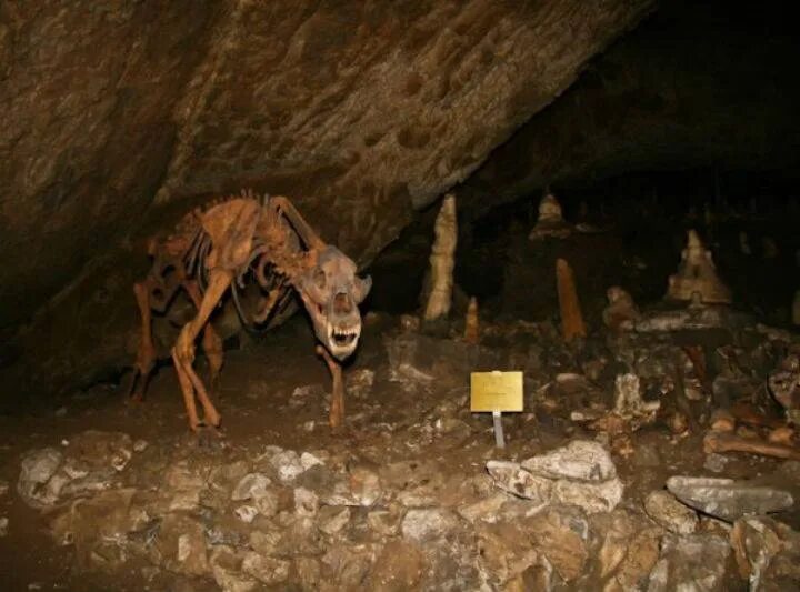 Монстры обитающие в пещерах. Самая страшная пещера. Странные существа в пещерах. Подземные обитатели пещеры.