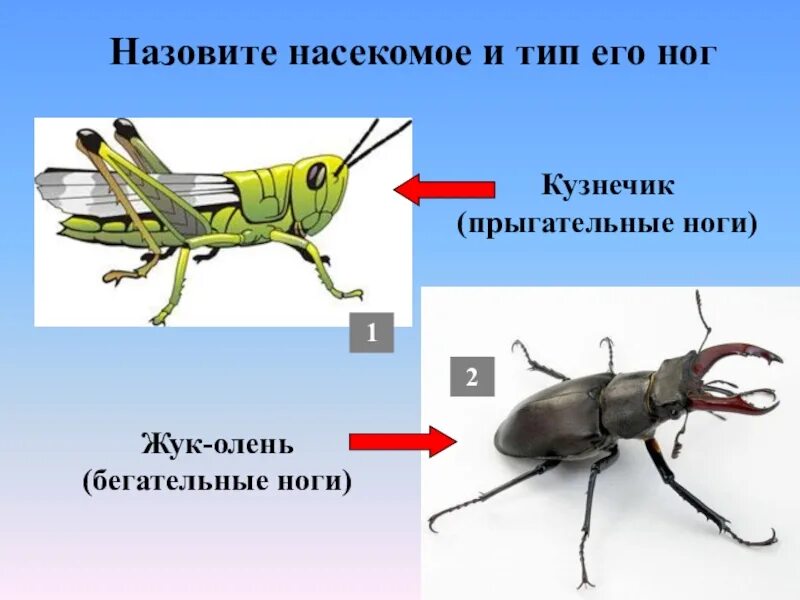 Число ходильных ног у насекомых