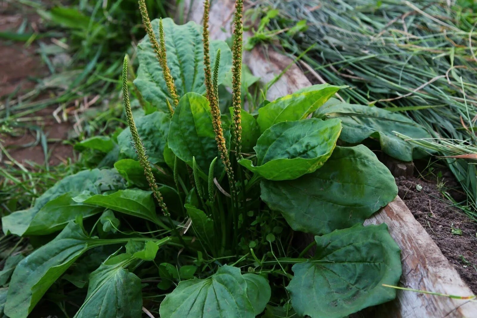 Растение по фото. Подорожник большой. Подорожник ( Plantago Major). Подорожник Plantago Psyllium. Криптокорина сердцевидная "подорожник".