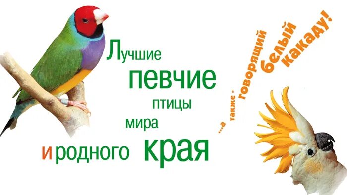 ). Певчие птицы варакушка соловей. Лучший певчий. Скворец варакушка. Соловей и зарянка.