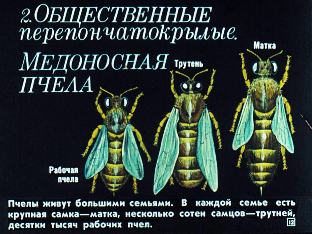 Особенности строения перепончатокрылых. Особенности строения перепончатокрылых