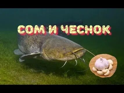Ловля сома на куриную печень летом
