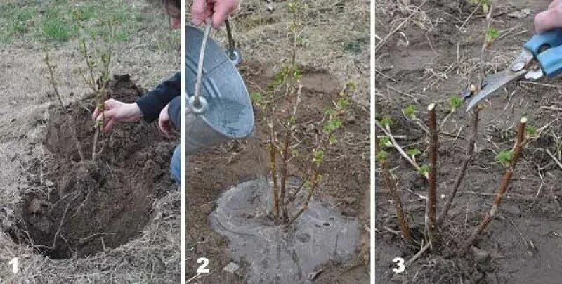 Посадка кустов смородины весной. Садим саженцы смородины весной. Весенняя посадка саженцев чёрной смородины. Правильная посадка смородины.