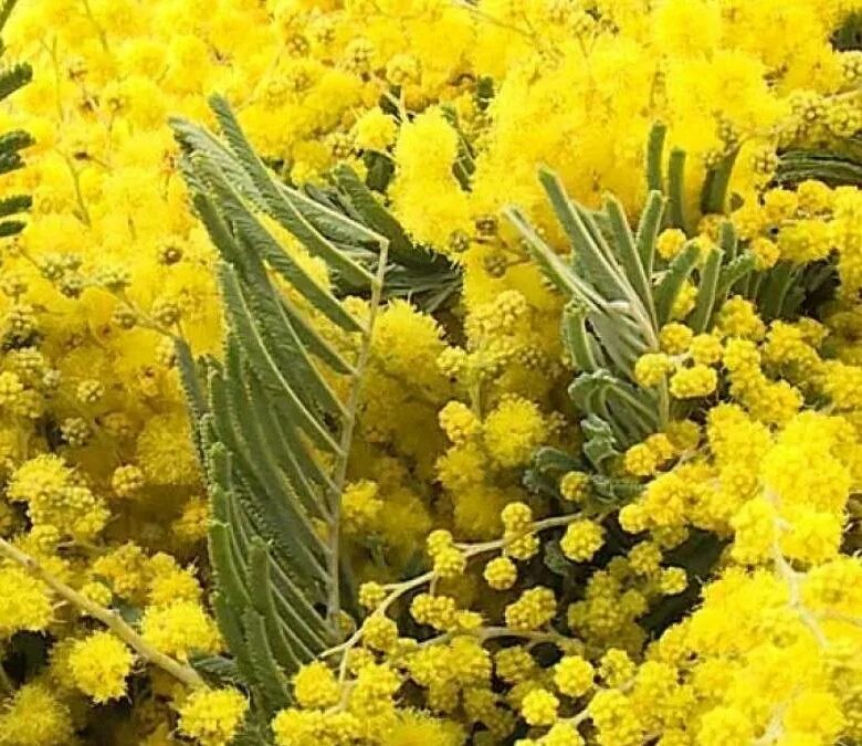 Мимоза дмт. Мимоза из Абхазии. Мимоза сорт Лимонка. Мимоза цветет в Сочи. Купить мимозу оптом в москве