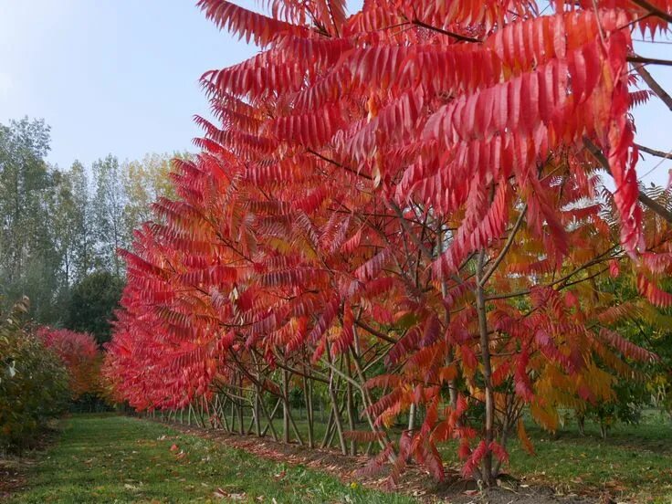 Сумах rhus typhina. Сумах дубильный (rhus coriaria. Сумах rhus typhina. Сумах пушистый оленерогий уксусное дерево. Сумах оленерогий дерево.