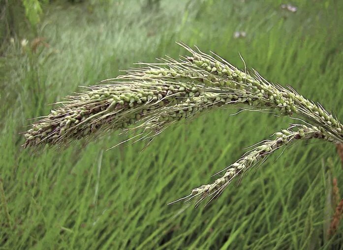 Просо (Panicum miliaceum). Дикое просо в Южной Америке. Зерновка просо. Головня проса обыкновенная. Особенности проса