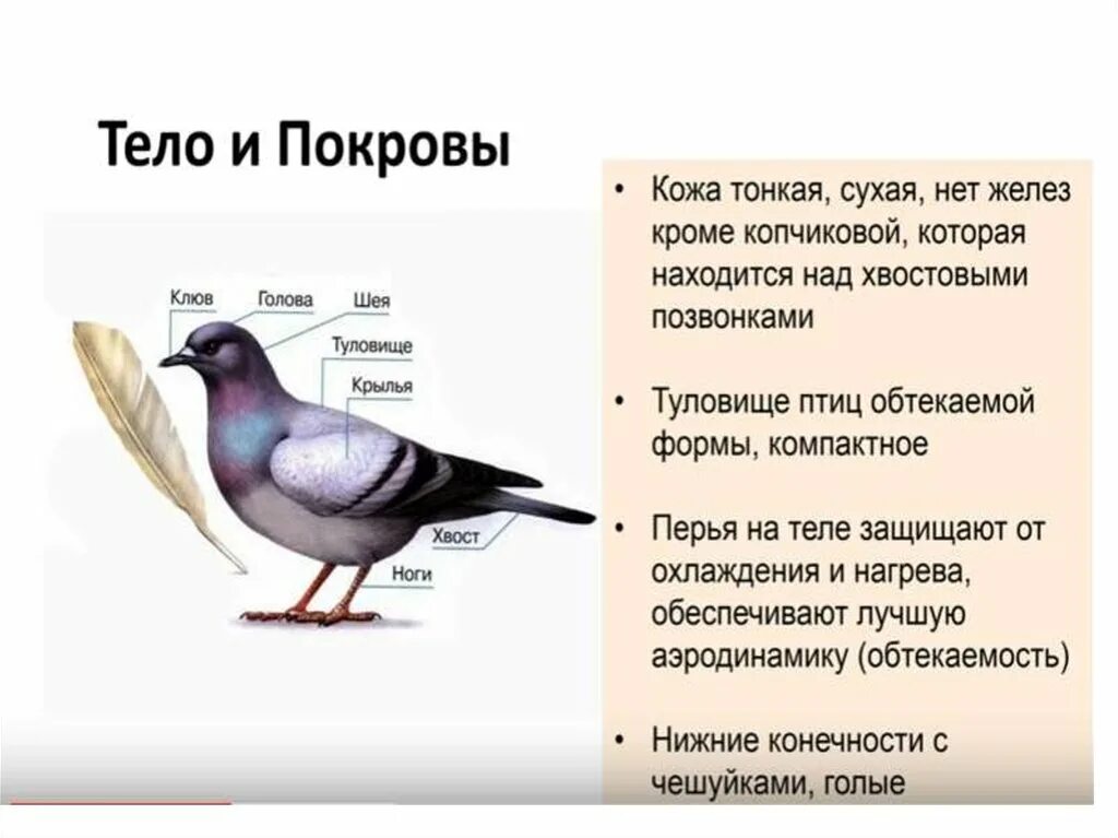 Форма тела птиц особенности строения значение. Особенности строения и Покров головы птиц. Класс птицы внешнее строение покровы тела. Строение покровов тела у птиц. Особенности строения птиц 7 класс.