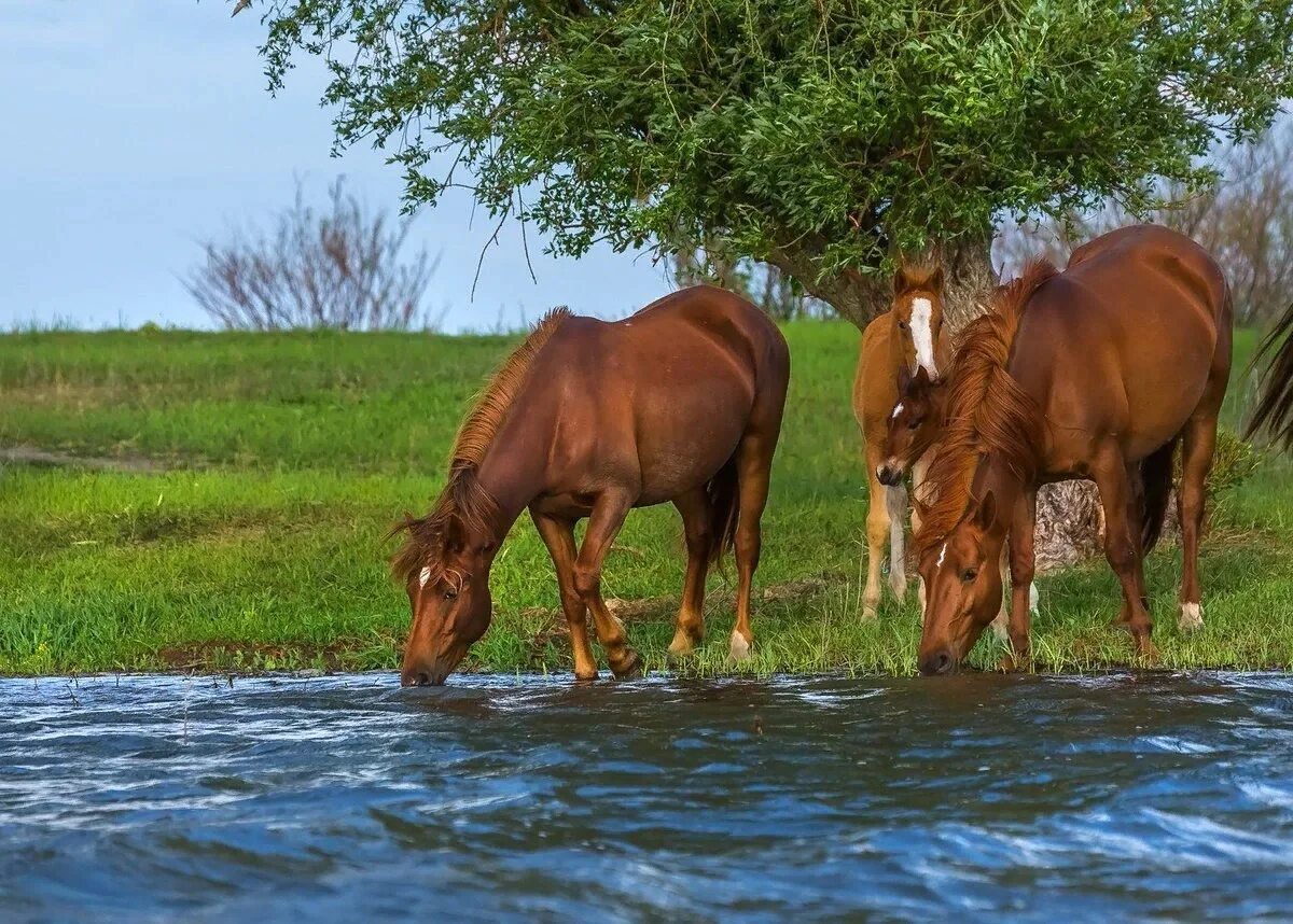 Лошадь пила воду. Кони на водопое картина Феофана Вакулюка. Кони на водопое. Конь пьет воду. Лошадь пьет воду.