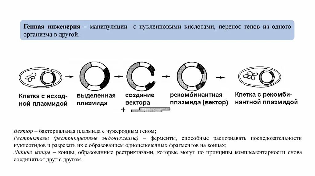 Этапы генно-инженерных манипуляций. Плазмиды в генной инженерии. Генно инженерные манипуляции. Этапы генной инженерии схема. Этапы получения бактерий с рекомбинантной плазмидой