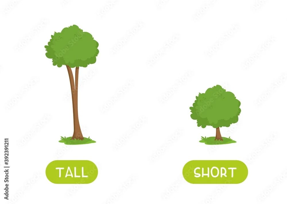 Opposites short. Карточки opposites. Tall short opposites. Tall opposite. Tall Flashcard.