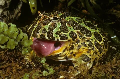 A Frog That’s a Living, Breathing Pac-Man.