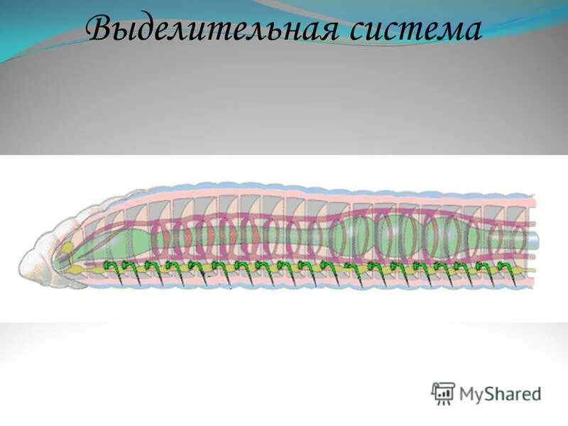поперечный срез полихеты. кольчатые черви выделительная система. выделительная система кольчатых червей 7 класс. выделительная система кольчатых червей 7 класс таблица. строение выделительной системы кольчатых червей.
